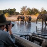 Photo safari au Botswana : itinéraires et saisons à privilégier