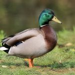 Maison forestière ONF à vendre : prix, démarches et conseils pour acheter en pleine nature
